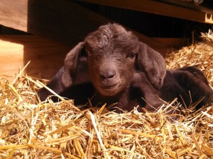 Goat girl in hay bed